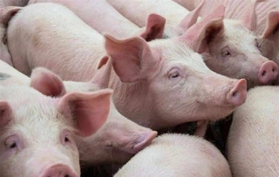 Prix ​​du porc au 24 septembre 2024 : Continuant d'augmenter, le Nord atteint 71 000 VND