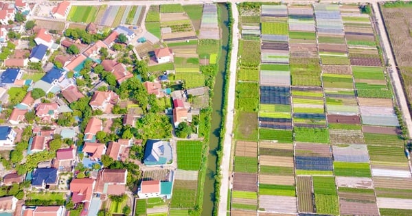 Al llegar a Phu Tho, ver los campos especializados en verduras seguras, vendidas en grandes supermercados