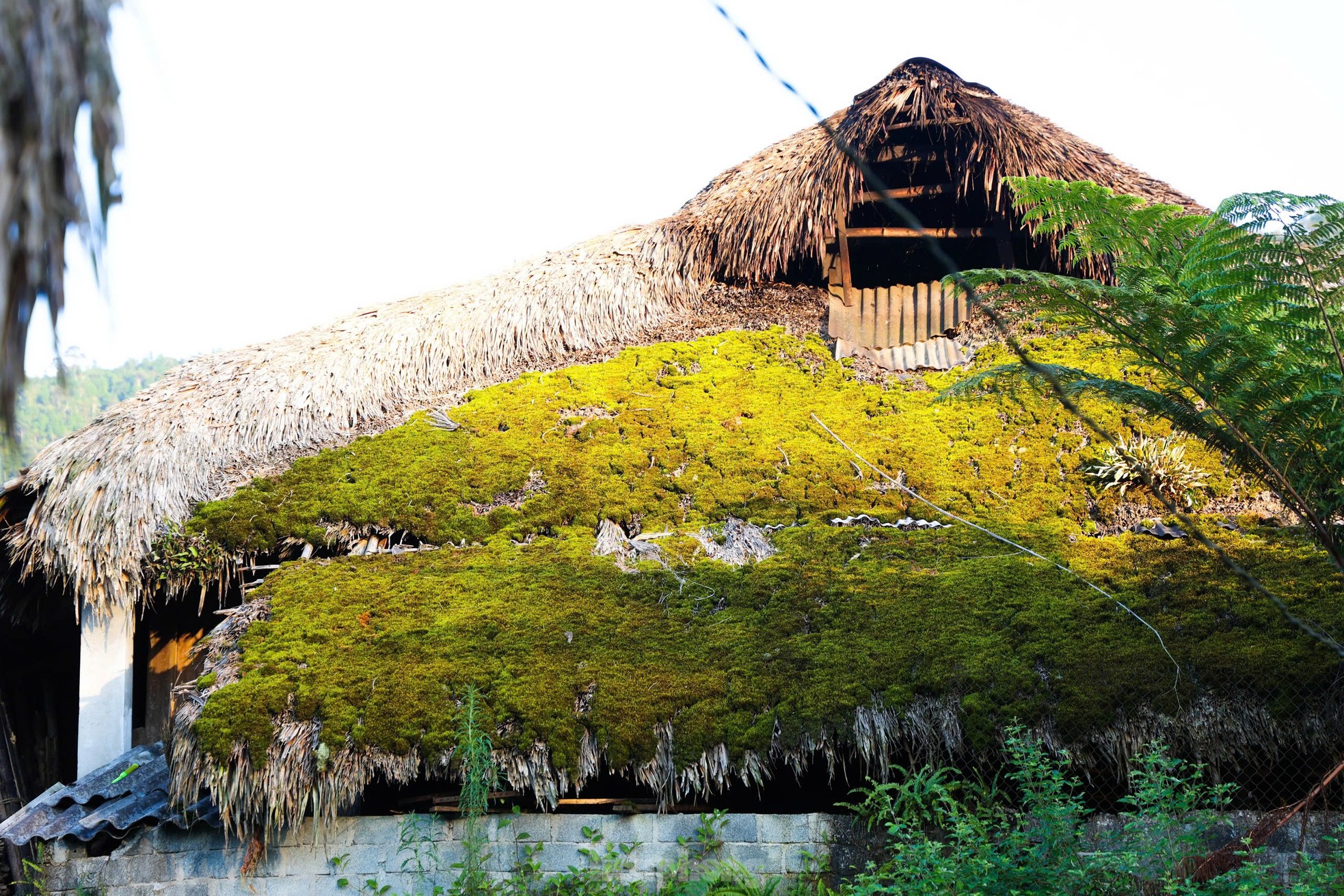 Rare, hard to find mossy roofs that can 'transform' photo 9