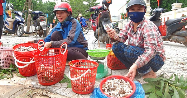 Nấm tràm là nấm gì mà béo núc ních, ăn càng đắng ngon, dân Quảng Bình kéo nhau vô rừng nhặt?