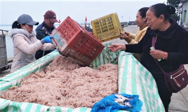 海上で5〜7時間、ハティン漁師は大量のエビ漁で数千万ドンを稼ぐ 写真8