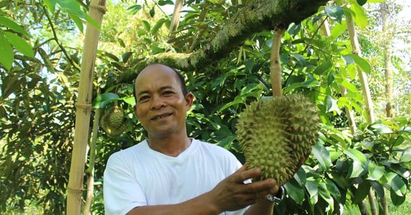 The giant specialty fruit on the billion-dollar tree in a district of Khanh Hoa is about to ripen, how will it be sold?