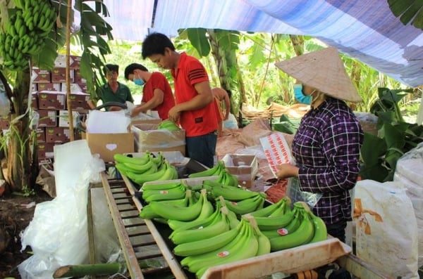 ការ​នាំ​ចេញ​ចេក​ប្រឈម​មុខ​នឹង​ការ​លំបាក៖ មិន​មែន​តែ​ប្រទេស​វៀតណាម​ទេ។