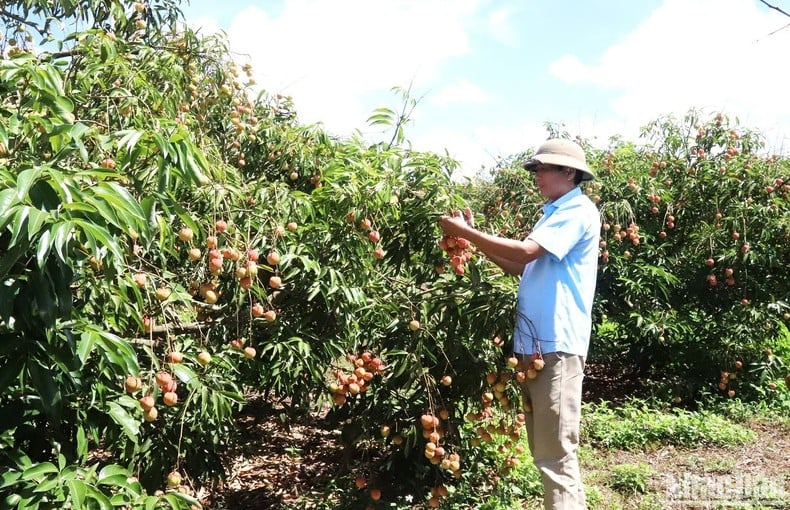 [Photo] Lychee harvest season in the Central Highlands photo 12