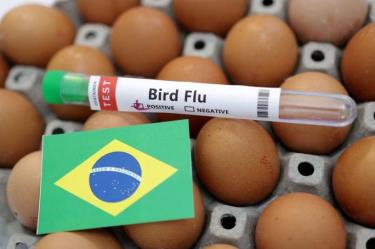 La influenza aviar altamente patógena A/H5N1 ha causado gran preocupación en los sectores de agricultura y salud de Brasil.