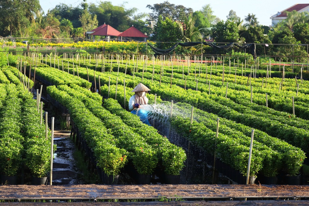 Cúc mâm xôi cháy hàng, nông dân lãi 800 triệu đồng - 3