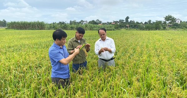 Giống lúa trồng được trên cạn, ít công chăm sóc mà năng suất lại cao, nông dân Hà Tĩnh thích mê