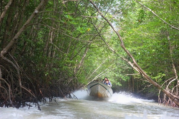 ការរៀបចំផែនការតំបន់ទេសចរណ៍ជាតិ Mui Ca Mau ទាក់ទងនឹងប្រព័ន្ធអេកូឡូស៊ីព្រៃកោងកាង