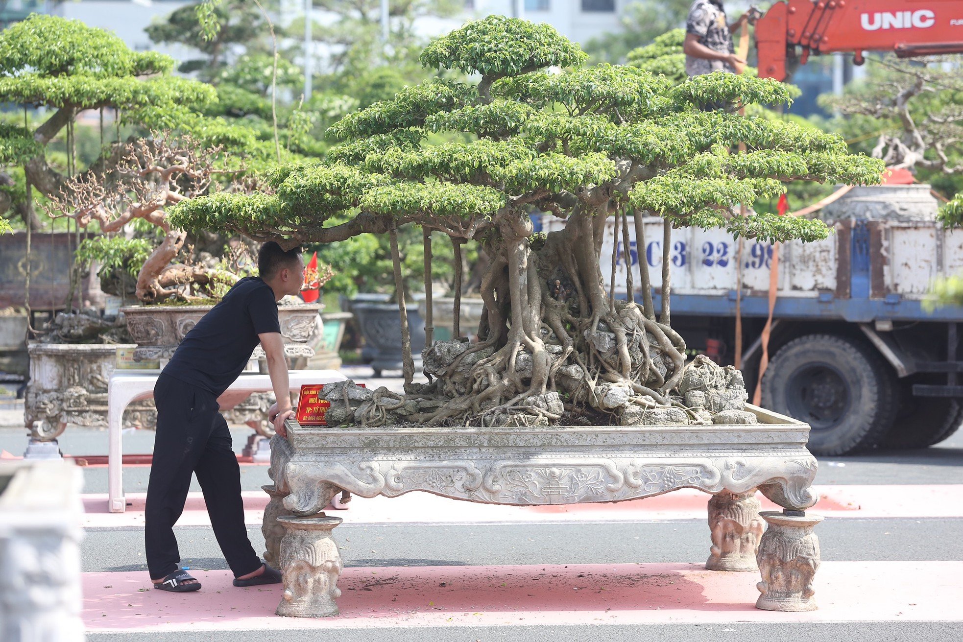 ชมต้นไทรรูปร่างประหลาดโบราณมูลค่านับหมื่นล้านดองในฮานอย ภาพที่ 11