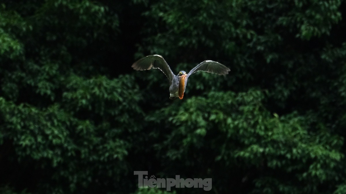 Les touristes apprécient de voir des volées d'oiseaux nicher naturellement au bord du lac Hoan Kiem, photo 11