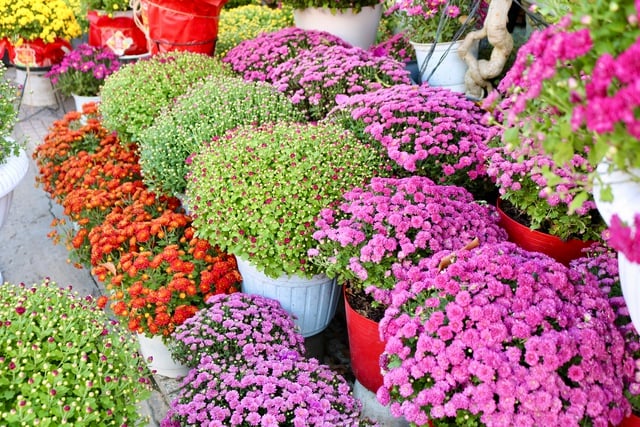 Cây cảnh tết ‘xuống phố’: Cúc mâm xôi Hàn Quốc vẫn... hot, giá có tăng?- Ảnh 3.
