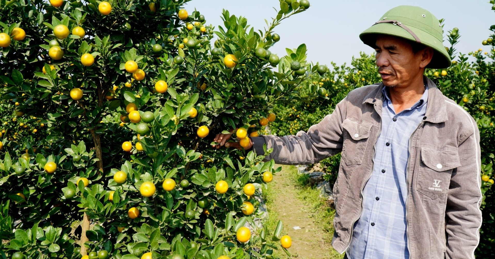 Traders rush to close big orders early, many gardeners run out of kumquats to sell for Tet