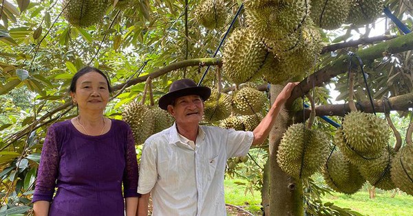 En un lugar de Dak Lak, hay un granjero de unos 70 años que todavía gana miles de millones con un jardín de durianes tan hermoso como en las películas.