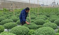 Alegría y tristeza en el pueblo de flores más grande de Ninh Binh antes del Tet