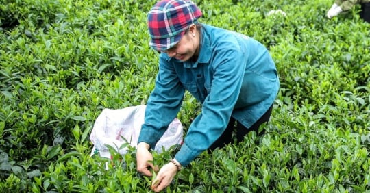 Créer un environnement propre, jeter les bases d'une production biologique