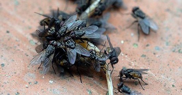 Warnung vor Fliegen, die nach Überschwemmungen Bindehautentzündungen verbreiten