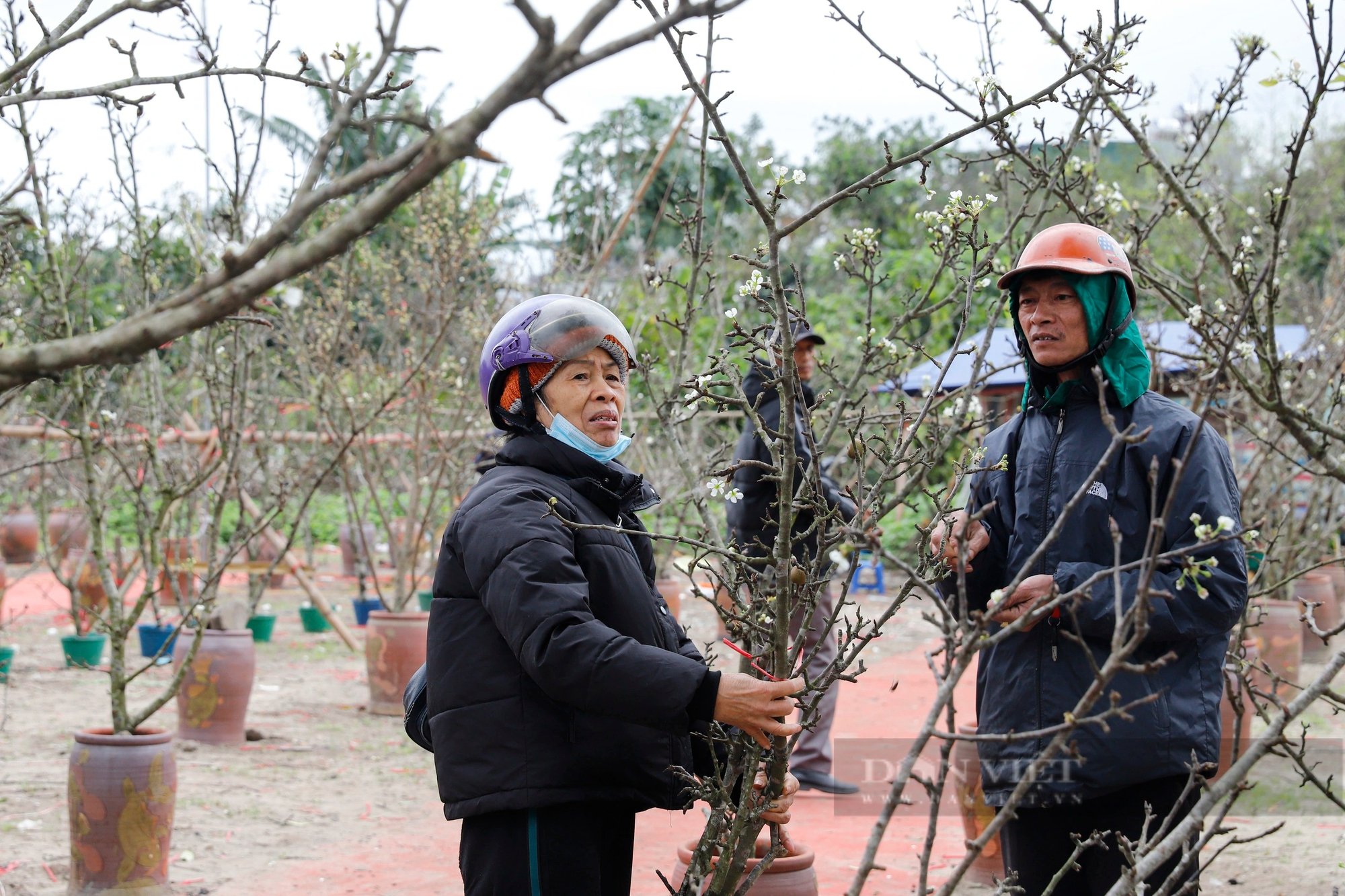 Người Hà Nội săn loài hoa rừng trắng muốt, thân xù xì gai góc để chơi sau Tết- Ảnh 4.