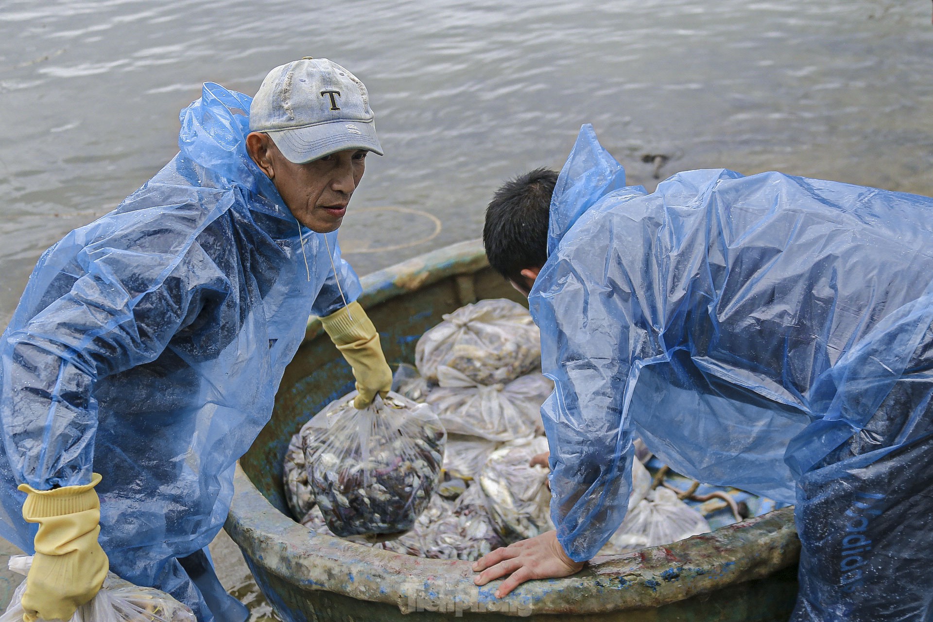 Los pescadores de Da Nang pescan cerca de la costa y ganan millones tras la tormenta (foto 5)