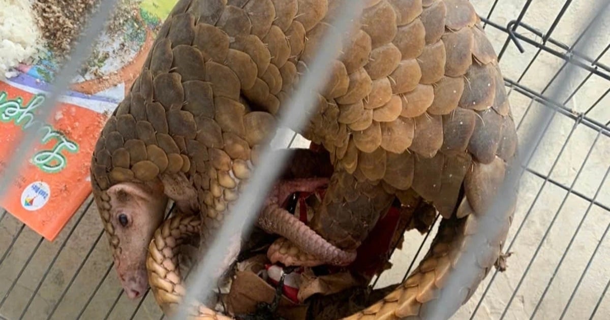 Encuentran a una madre pangolín dando a luz en el hueco de un árbol cerca de una casa