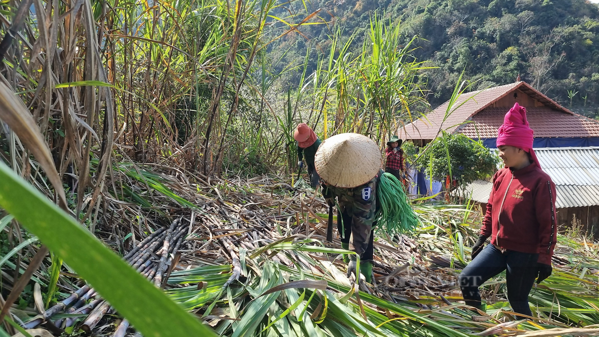 Cò Nòi từ đói nghèo đến một vùng quê đầy sức sống - Ảnh 2.