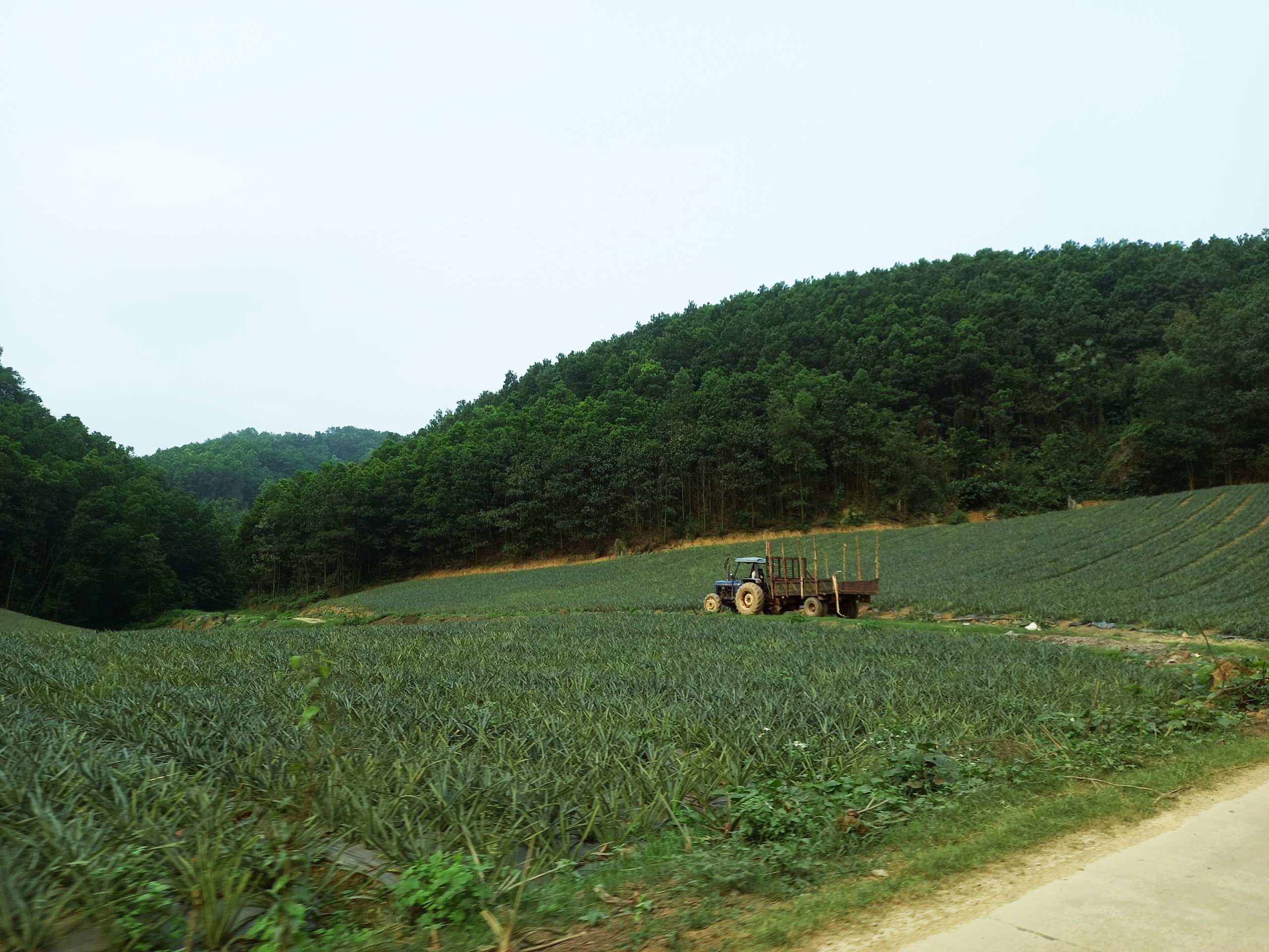 하노이에서 남쪽으로 120km, 탄화(Thanh Hoa) 도심에서 북서쪽으로 약 70km 떨어진 국프엉 국립공원(Cuc Phuong National Park)은 주말이나 짧은 휴가철 관광객에게 이상적인 생태관광지입니다. 하노이에서 이동 시간은 약 2시간, 탄화(Thanh Hoa)에서는 약 1~1시간 30분입니다. Thanh Hoa City에서 여행하는 경우 관광객은 Ninh Binh의 Nho Quan 지구로 들어가기 위해 Bim Son에서 Tam Diep으로 향하는 경로를 선택하는 경우가 많습니다. 길 양쪽에는 파인애플과 아카시아 언덕의 푸르름이 가득합니다.