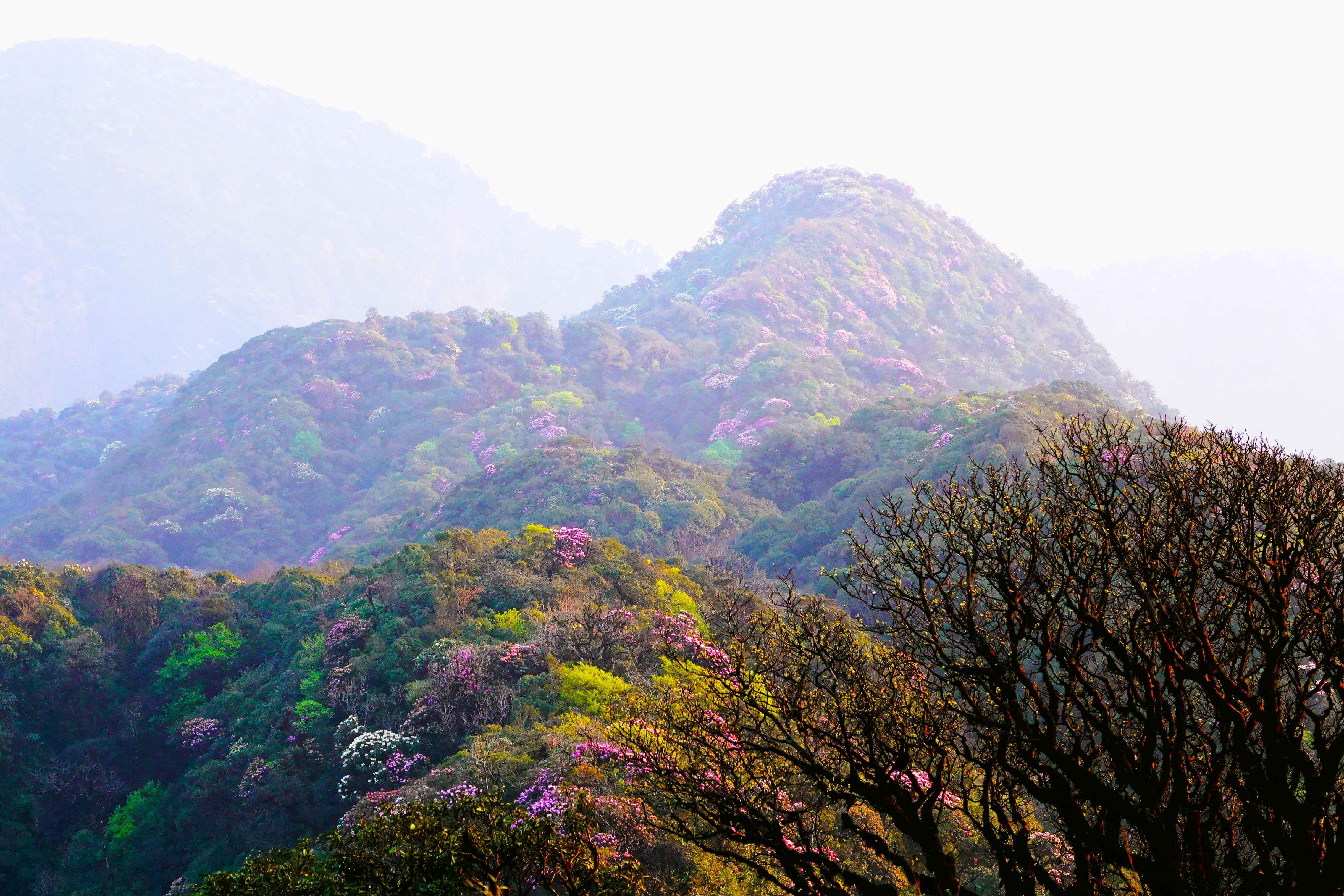 ライチャウのプタレン登山道にあるシャクナゲの花の楽園に魅了される