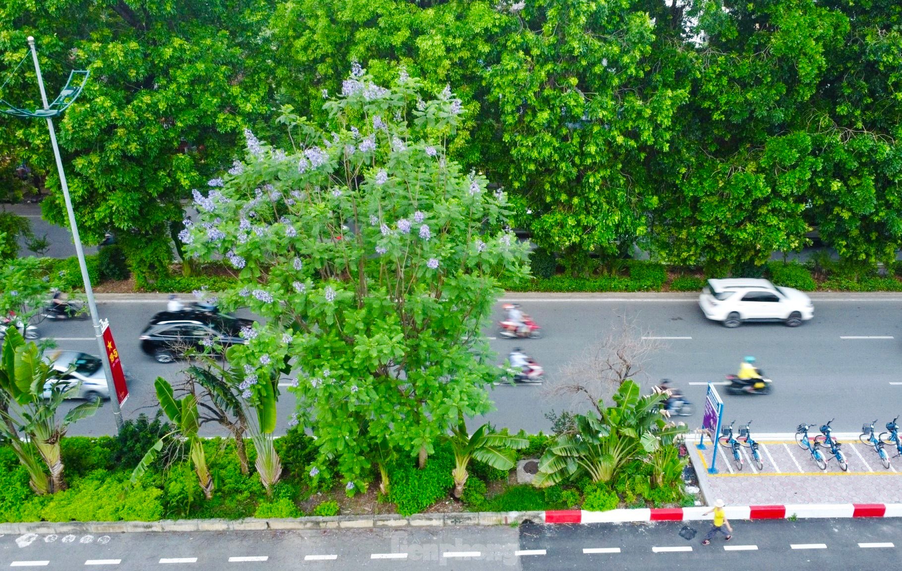 ハノイの路上でサルスベリと競い合う奇妙な紫色の鳳凰の花が咲いている（写真4）