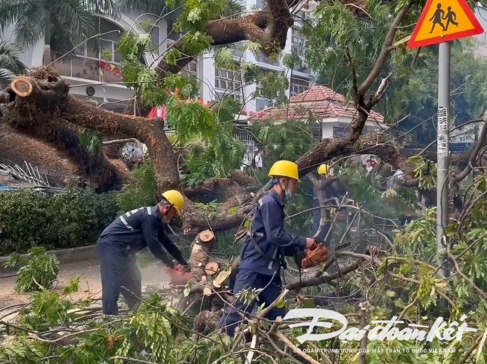 Công nhân cây xanh đốn hạ cây xanh bật gốc tại Trường THCS Trần Văn Ơn (quận 1) vào tháng 4/2023. (Ảnh: H.Phúc).