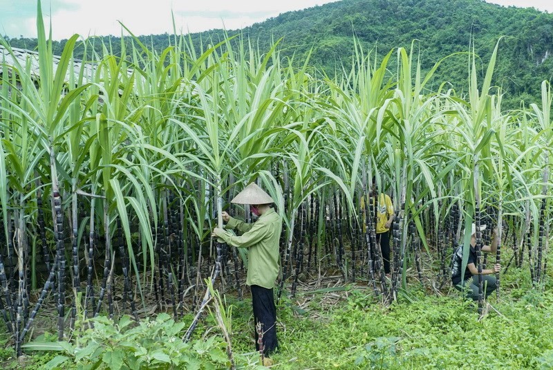 Phòng vệ thương mại của Việt Nam thực hiện công bằng, công khai, minh bạch