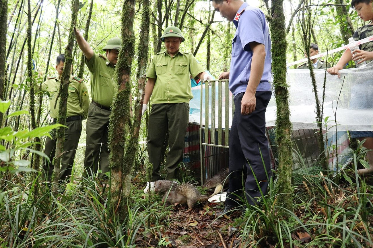 Hoang Lien National Park receives and rescues many wild animals