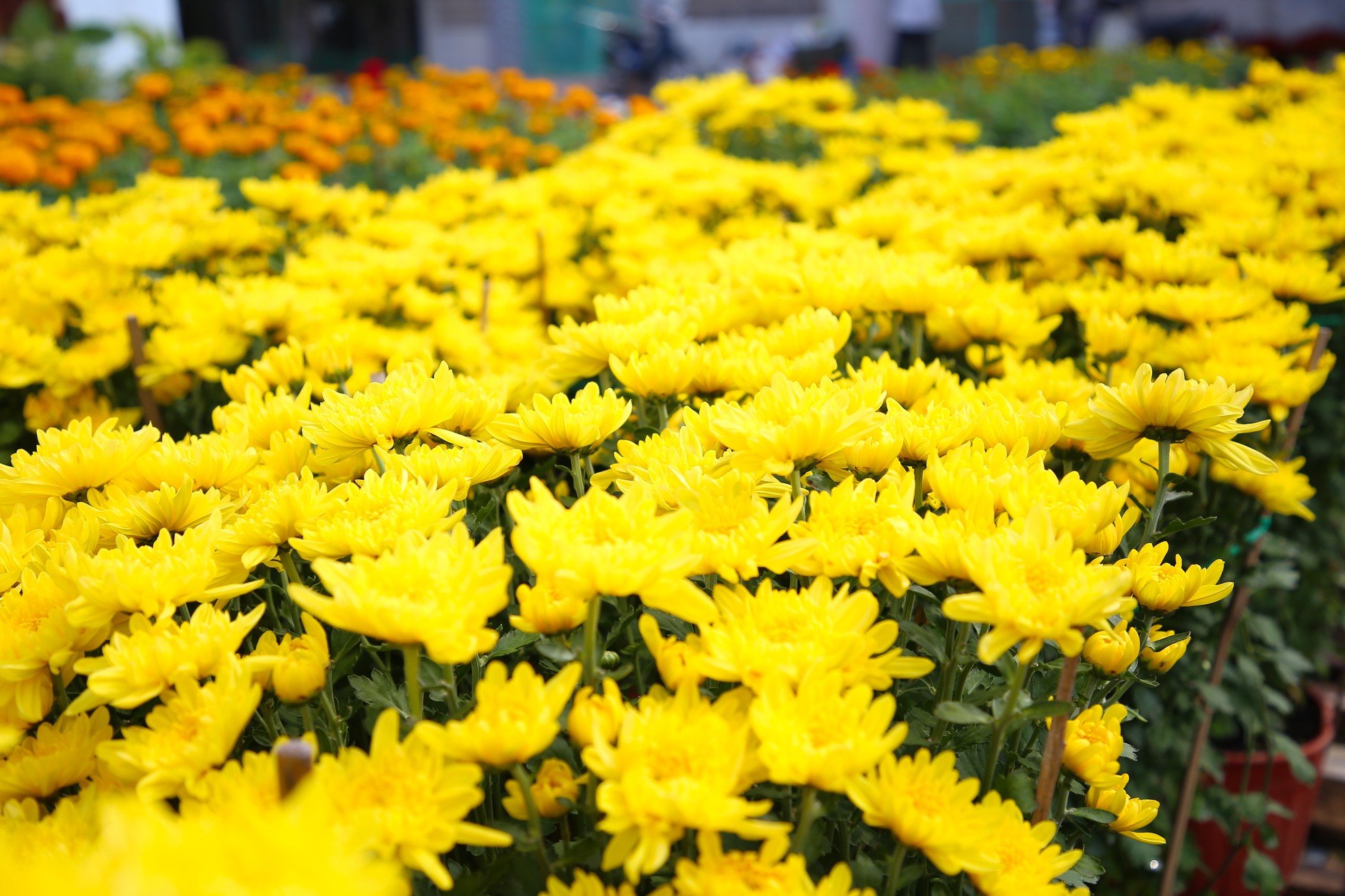 El centenario pueblo de flores de Can Tho es de una belleza brillante cerca de Tet, foto 9