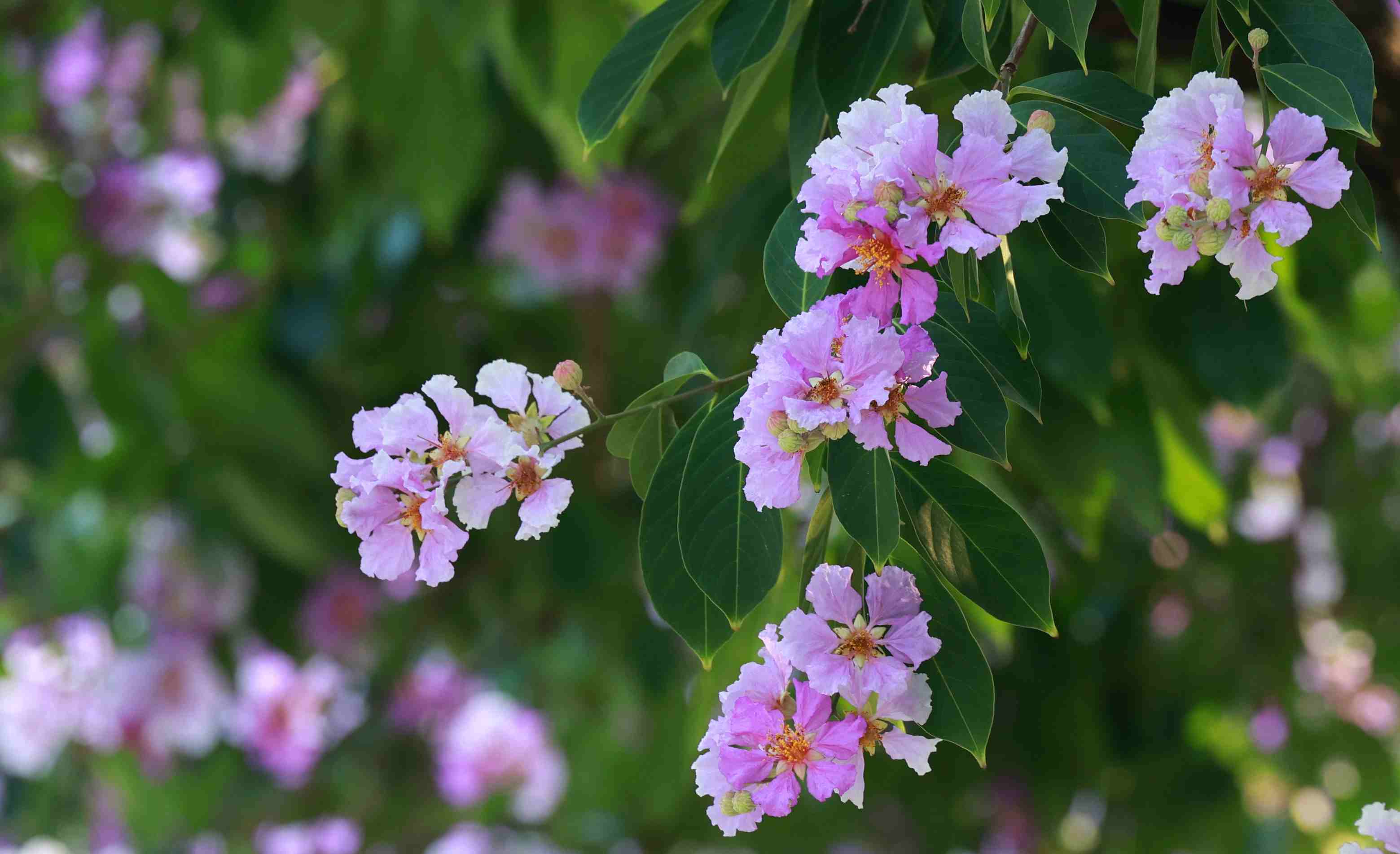 Die Blütenblätter sind dünn und leicht wie Feuerwerkskörper, normalerweise violett, rosa oder blassweiß. Am beliebtesten bei den Menschen in der Hauptstadt ist nach wie vor die tiefviolette Farbe gemischt mit goldenem Stempel.