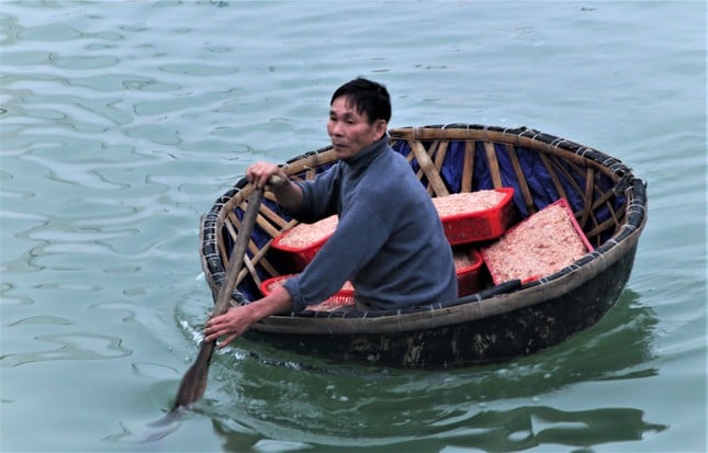 5-7 hours at sea, Ha Tinh fishermen earn tens of millions of dong thanks to a big catch of shrimp photo 4