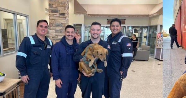 Un chien de sauvetage coincé dans un conteneur pendant plus d'une semaine