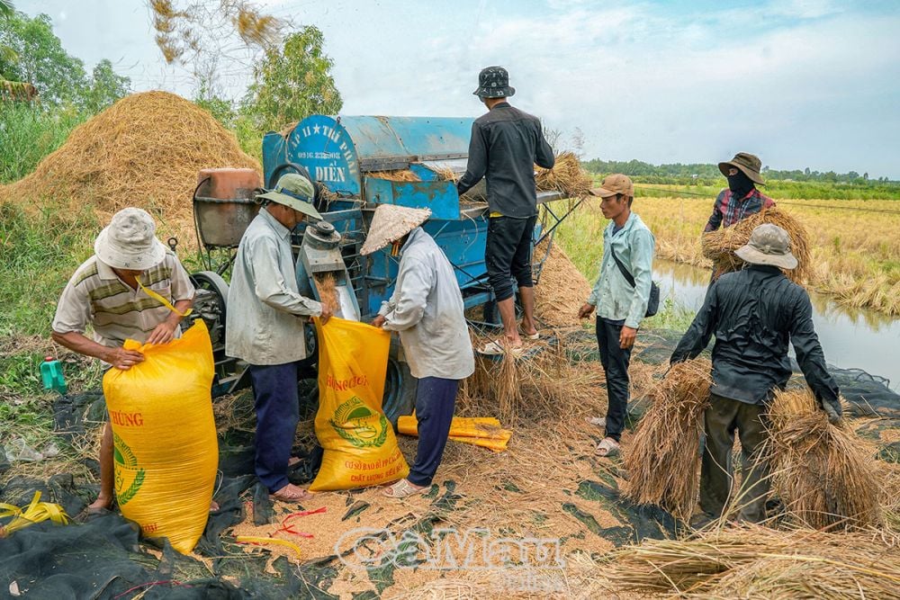 Mùa nước rọt ở rừng tràm Cà Mau, bất ngờ thấy dân dụ bắt cá đồng, bắt tôm càng to, lươn rừng bự- Ảnh 1.