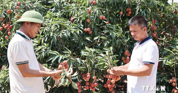 Vải thiều, cây đặc sản trồng ở Đắk Lắk, cây thấp tè đã ra trái quá trời, giá quả ngon bán gấp đôi