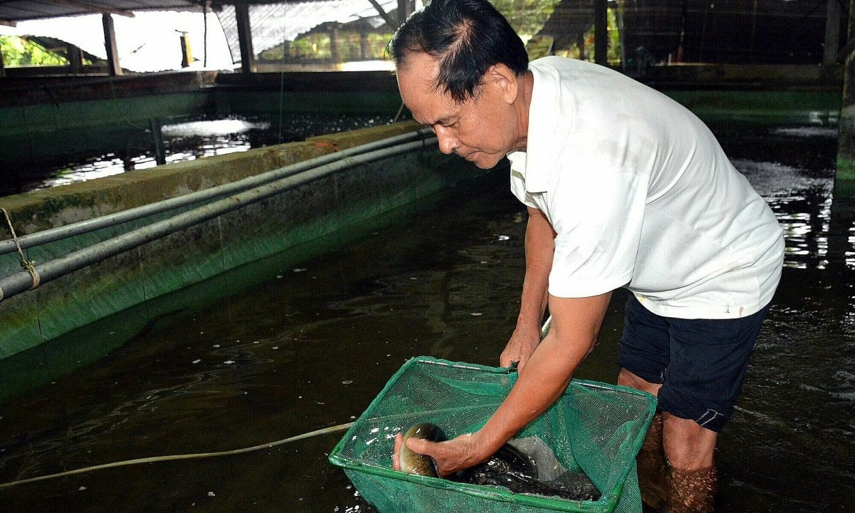 Kiếm tiền tỷ nhờ nuôi cá chình trong bể xi măng