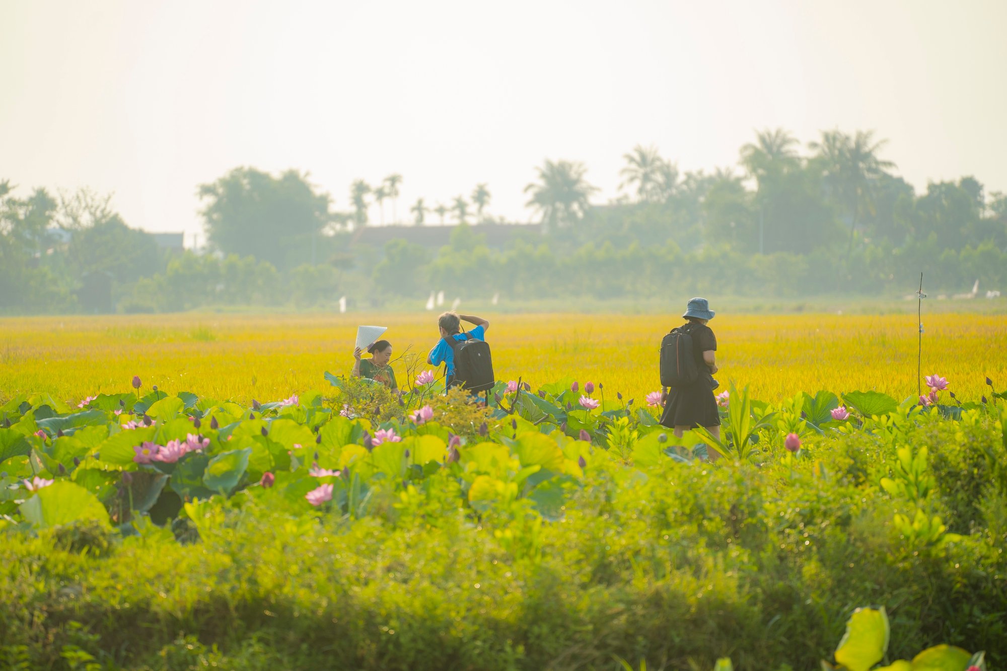 Hãy về La Chữ ngắm sen - Ảnh 10.