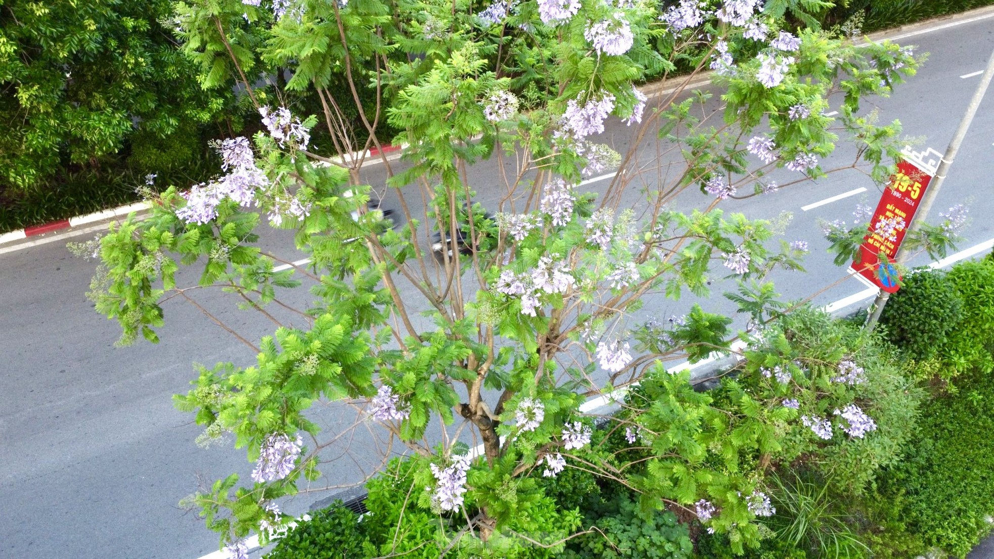 ハノイの路上でサルスベリと競い合う奇妙な紫色の鳳凰の花が咲いている（写真2）