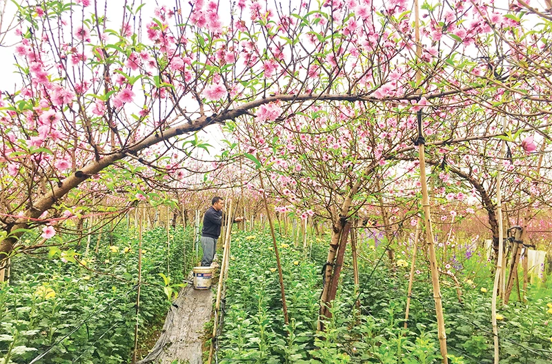 Nhật Tân - Thắm sắc 'dinh đào'