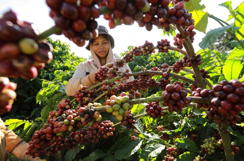 ราคากาแฟสูงสุดในรอบ 5 เดือน การส่งออกกาแฟมีโอกาสเร่งตัวขึ้น