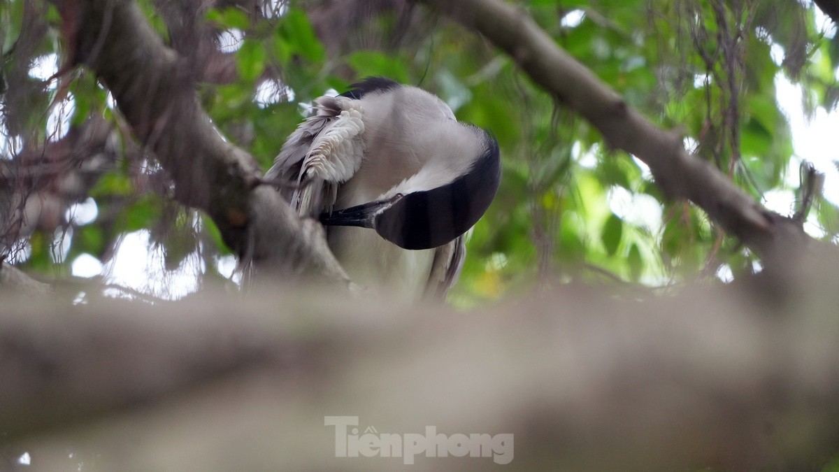 Les touristes apprécient de voir des volées d'oiseaux nicher naturellement au bord du lac Hoan Kiem, photo 14