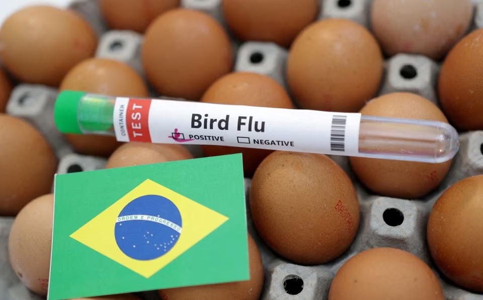Brazil declares animal health emergency due to swine flu picture 1