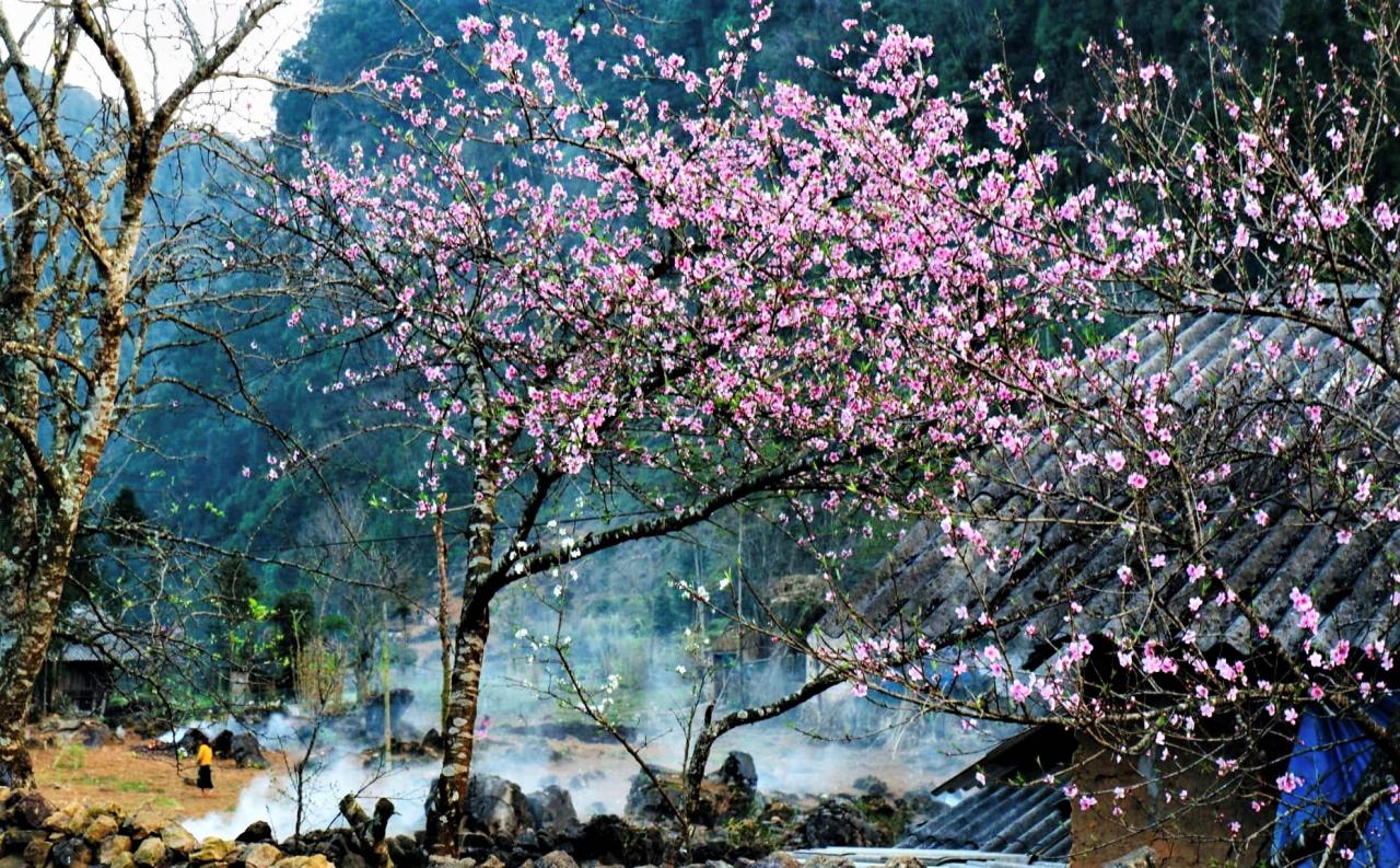 Die leuchtend rosa Pfirsichblüten verschmelzen mit dem blauen Rauch des Nachmittags und schmücken die Quelle der felsigen Region von Ha Giang. Dies sind früh blühende Pfirsichbäume direkt neben dem Haus eines Bewohners des Dorfes Lao Xa, von dem Herr Giang A Phon am 20. Februar ein Foto gemacht hat. Foto von : Giang A Phon