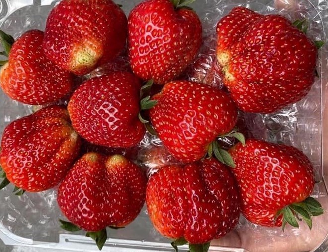 Les fraises peuvent aider à contrôler la glycémie et à réduire le risque de maladie cardiaque
