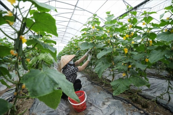 Wichtige Faktoren für die Ausweitung der Exportwege landwirtschaftlicher Produkte