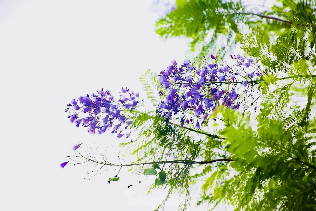 Strange purple phoenix flowers blooming and competing with Lagerstroemia flowers on Hanoi streets photo 12