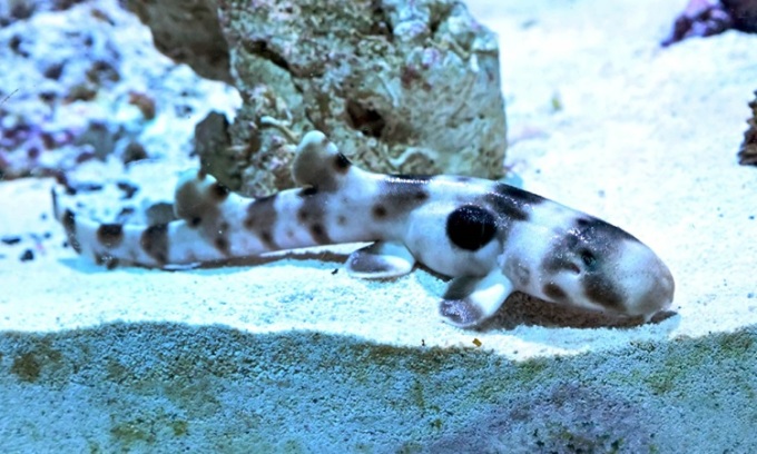 若いエポレットザメは健康そうに見え、餌も良く食べています。写真: ブルックフィールド動物園