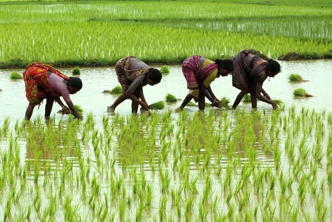 Nông dân Ấn Độ trồng lúa ở Calcutta. Ảnh: Reuters