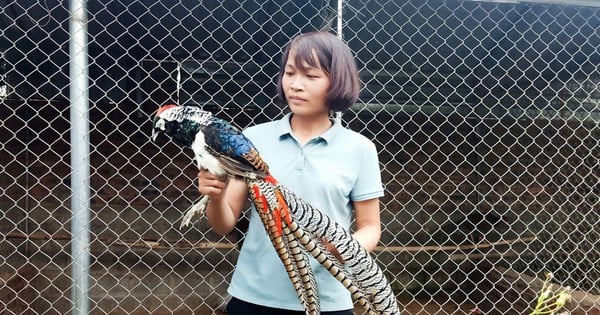 中国原産の希少動物、バクザン省で飼育に成功、1組1200万羽